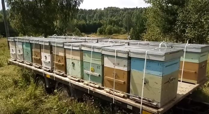 Технология содержания пчел в одном 10 рамочном корпусе и магазинах на 145 мм