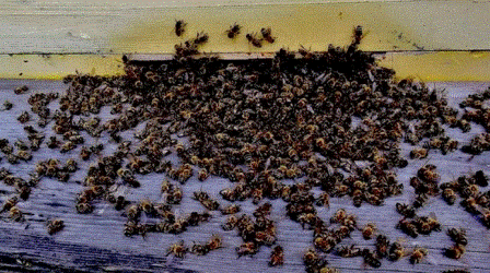 Регуляция влажности в гнезде пчел