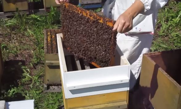 При этом способе искусственного роения пчел, магазин сильно облегчает работу