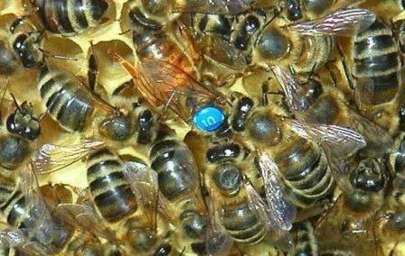 Как быстро найти матку в пчелиной семье