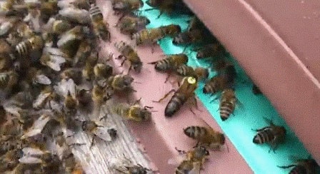 быстро подсадить плодную матку в пчелосемью через леток