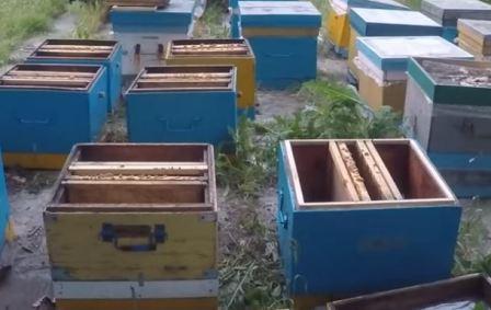 как сделать отводок пчел самым простым способом