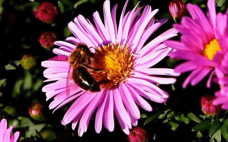 Осенние медосборы как правильно его использовать пчеловоду