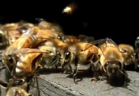 Почему пчёлы не носят мёд хотя есть медосбор