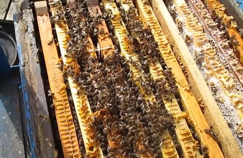 Mite strip in a bees nest