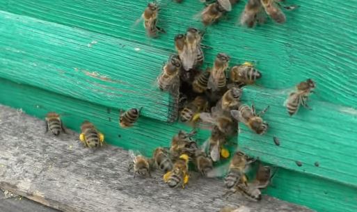На пасеке в апреде пчелы активно несут обножек