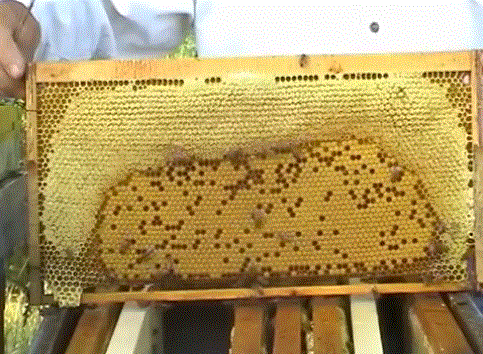 Хорошая пчелиная матка