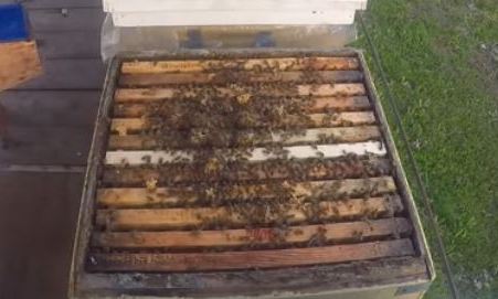 Расширение гнезд при кемеровской системе пчеловождения