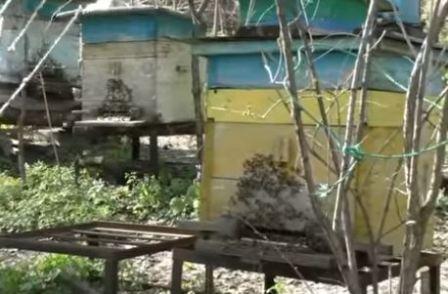 кемеровская система пчеловождения по кашковскому
