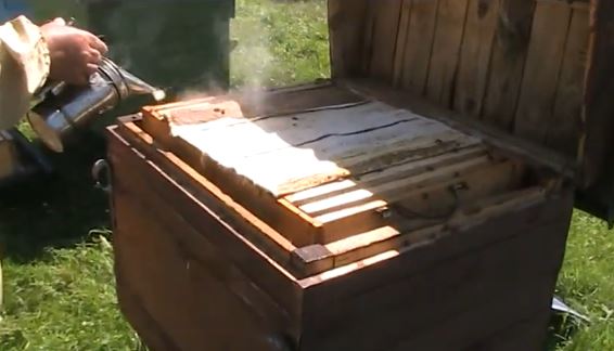 Получение меда в 16-рамочных ульях лежаках с магазинами в условиях Сибири