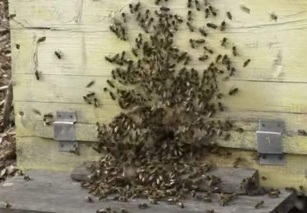 How to organize the first spring flight of bees?
