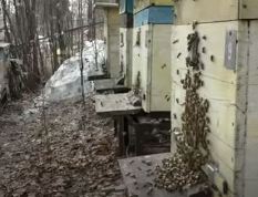 The first spring flight of bees