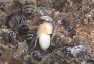 Why bees throwing brood out of the hive!