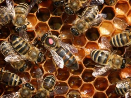 Стратегия, используемая пчелами для защиты от переохлаждения