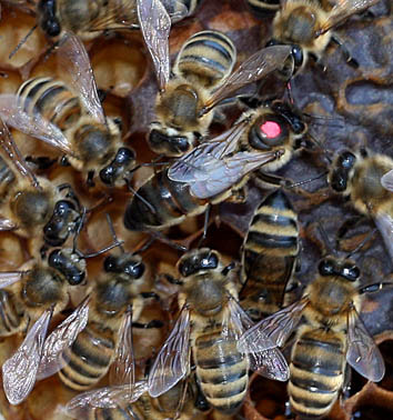 Как найти матку в улье начинающему пчеловоду?