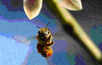 Мнение о бакфастских пчелах