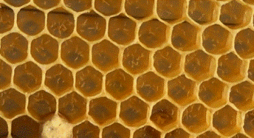 На фото хорошо видно по несколько яиц в ячейке это верный признак пчел трутовок 