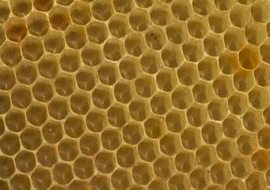 Засев здоровой пчелосемьи