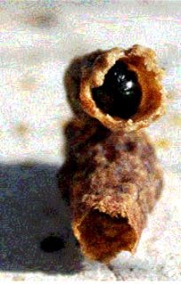 Личинка матки, пораженная вирусом BQCV