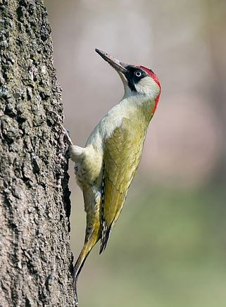 Woodpecker near the apiary