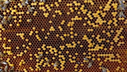 Борьба с болезнями пчел в засуху