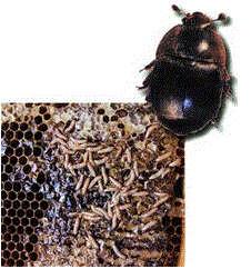 Малый ульевой жук — опасный вредитель пчел!