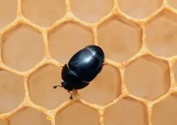 Малый ульевой жук новая угроза для пчеловодства