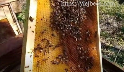 нозематоз у пчел признаки и лечение