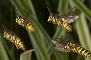 враги пчел насекомые - осы