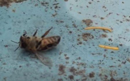 Пыльцевой токсикоз пчел признаки и лечение