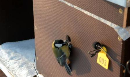 Tit lures a bee out of the hive