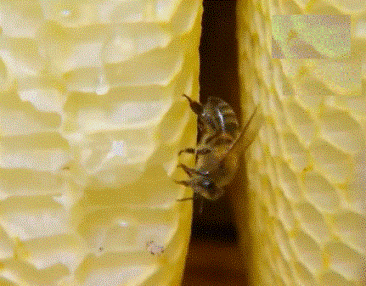 Пчела фото бурзянская бортевая пчела на соте