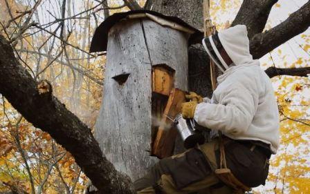 Belarusian beekeeper at work in Polissya