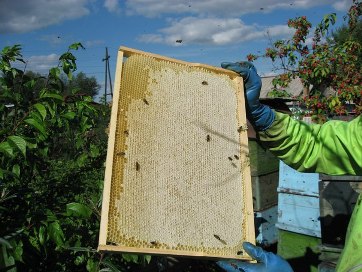 Качество продуктов пчеловодства из республики Татарстан