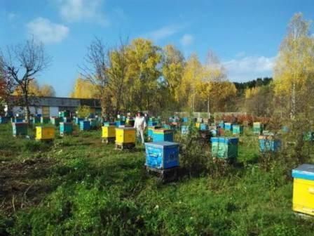Как превратить пчеловодство Молдовы из хобби в прибыльный бизнес