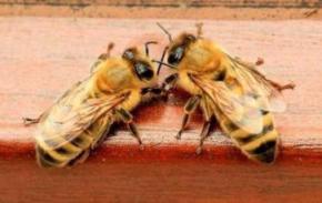 Белковая дистрофия или белковое голодание пчел