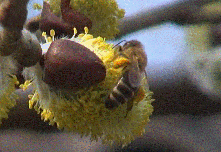 Пчела фото Сбор пчелами ивовой пыльцы обножки