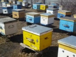 Пчеловодство Брянской области