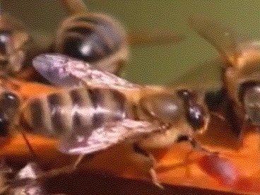 Фото пчелы башкирской породы пчел