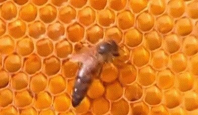 Фото матка башкирской породы пчел