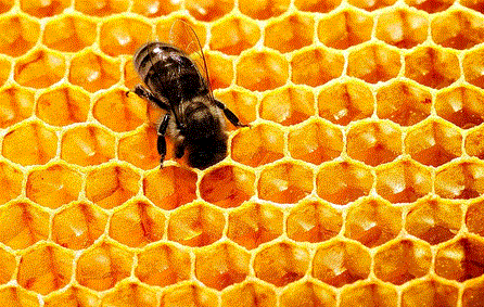 Факторы, влияющие на восковыделение и строительство сотов пчелами