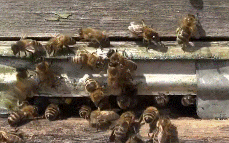 Пчела фото пчелы на летке