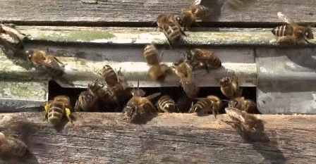 Пчела фото - все быстрее в улей!
