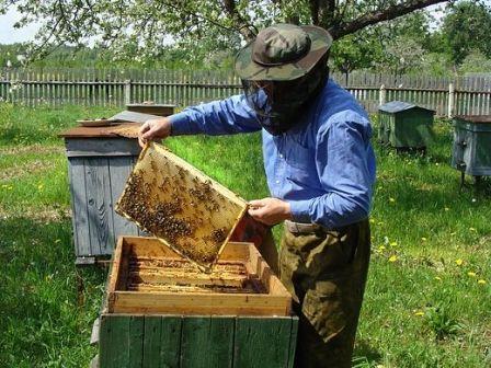 Новый способ формирования пчелиных семей делением по методу Цветкова – высокоэффективный противороевый прием для пасек Алтая