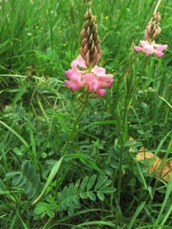   Sainfoin as a honey plant sown specifically for bees