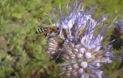 Почему стоит размножать местных пчел