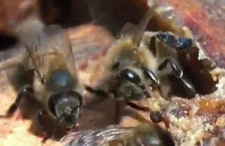 Пчелы конопатят щель прополисом