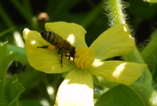 Опыление бахчевых культур медоносными пчёлами