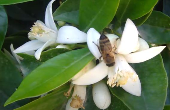 Особенности опыления цитрусовых медоносными пчёлами