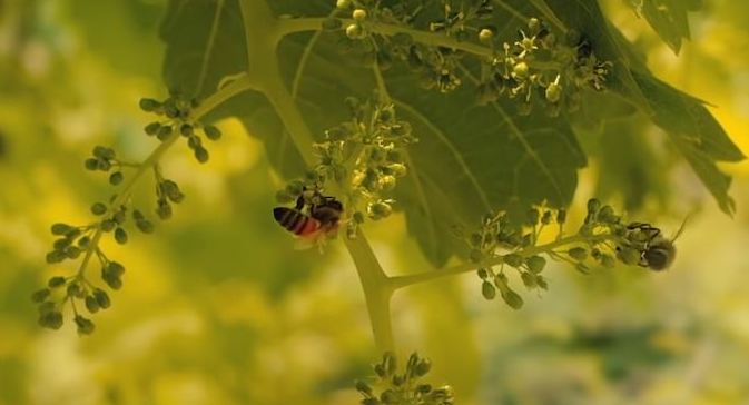 Опыление винограда пчёлами